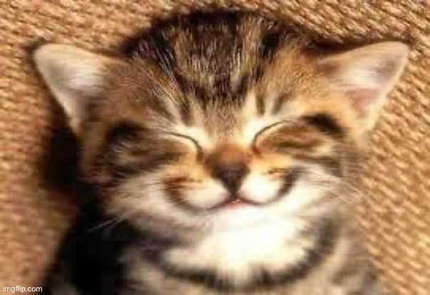 Happy cat | image tagged in happy cat | made w/ Imgflip meme maker