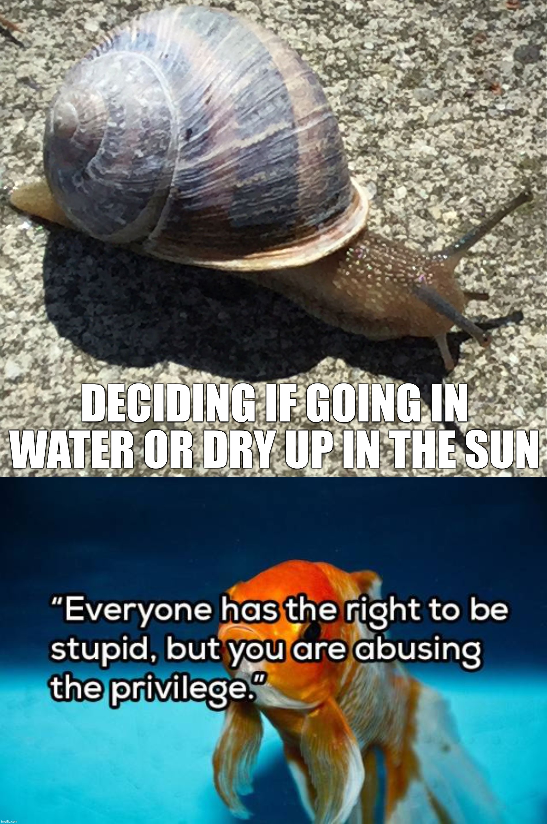 DECIDING IF GOING IN WATER OR DRY UP IN THE SUN | image tagged in slow as a snail,stupid | made w/ Imgflip meme maker