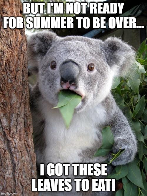 Surprised Koala Meme | BUT I'M NOT READY FOR SUMMER TO BE OVER... I GOT THESE LEAVES TO EAT! | image tagged in memes,surprised koala,high school,summer vacation | made w/ Imgflip meme maker