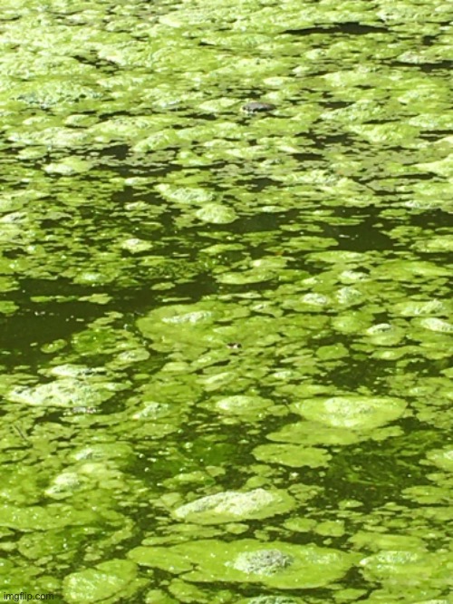 Lots of algae (#9) | made w/ Imgflip meme maker