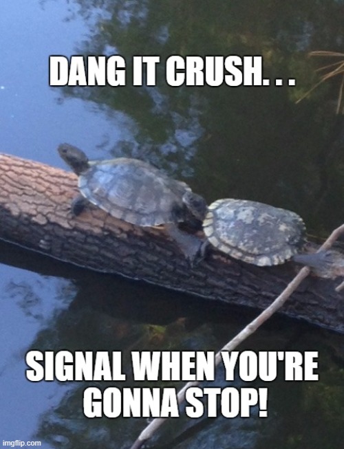Don't Text and Drive | image tagged in turtles,crash | made w/ Imgflip meme maker