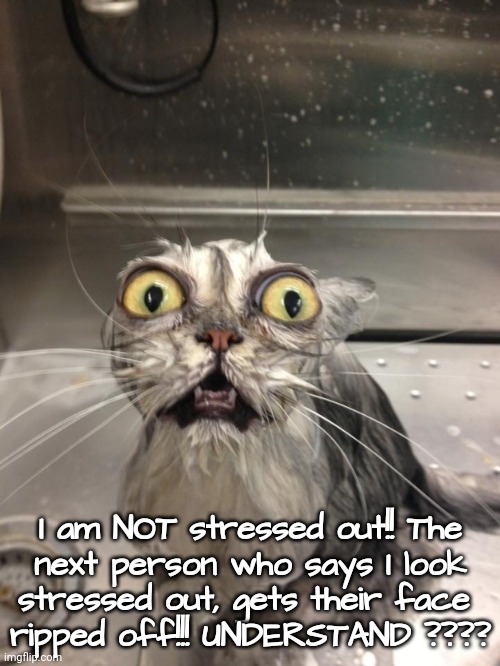 I'M NOT STRESSED!!! | I am NOT stressed out!! The
next person who says I look
stressed out, gets their face 
ripped off!!! UNDERSTAND ???? | image tagged in scared cat,stress,cats | made w/ Imgflip meme maker