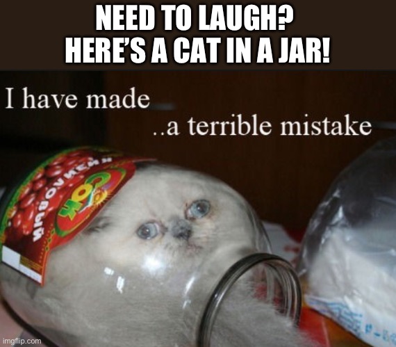 Just thought id upload another cat meme | NEED TO LAUGH? 
HERE’S A CAT IN A JAR! | image tagged in memes,cats | made w/ Imgflip meme maker