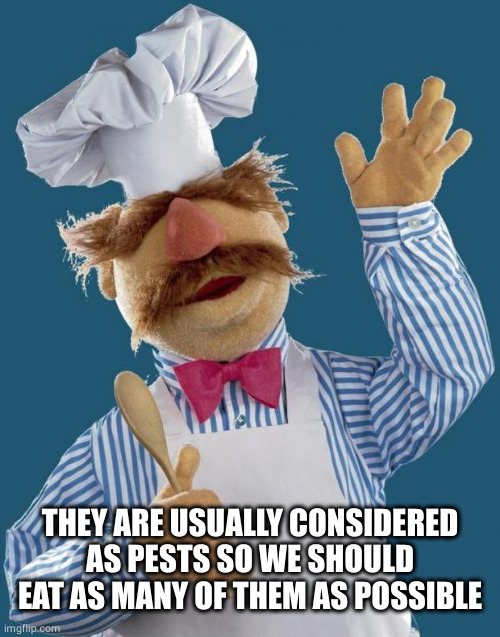 Swedish Chef | THEY ARE USUALLY CONSIDERED AS PESTS SO WE SHOULD EAT AS MANY OF THEM AS POSSIBLE | image tagged in swedish chef | made w/ Imgflip meme maker