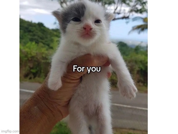 Just want to make everyone feel better so have this (ain't depressed btw) | image tagged in blank white template,memes,funny,sammy,cat | made w/ Imgflip meme maker