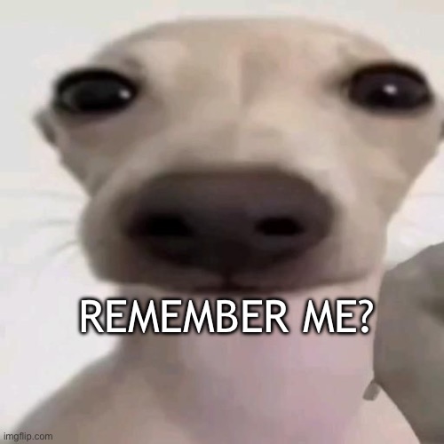 Remember me? | REMEMBER ME? | image tagged in dog | made w/ Imgflip meme maker