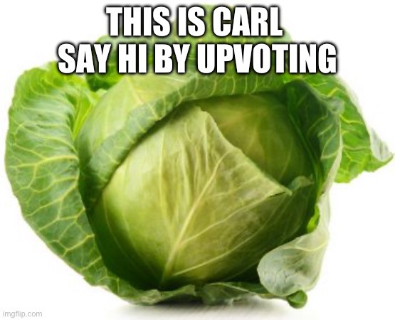 Cabbage | THIS IS CARL  SAY HI BY UPVOTING | image tagged in cabbage | made w/ Imgflip meme maker