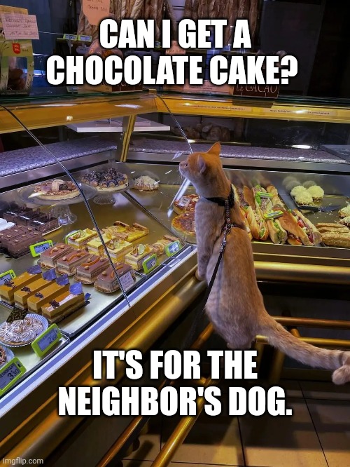 Neighborly cat | CAN I GET A CHOCOLATE CAKE? IT'S FOR THE NEIGHBOR'S DOG. | image tagged in cat,chocolate cake | made w/ Imgflip meme maker