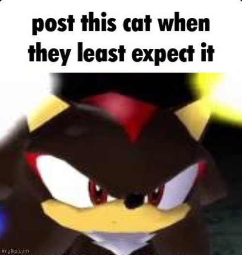 *silly billy | image tagged in shadow post this cat when they least expect it | made w/ Imgflip meme maker