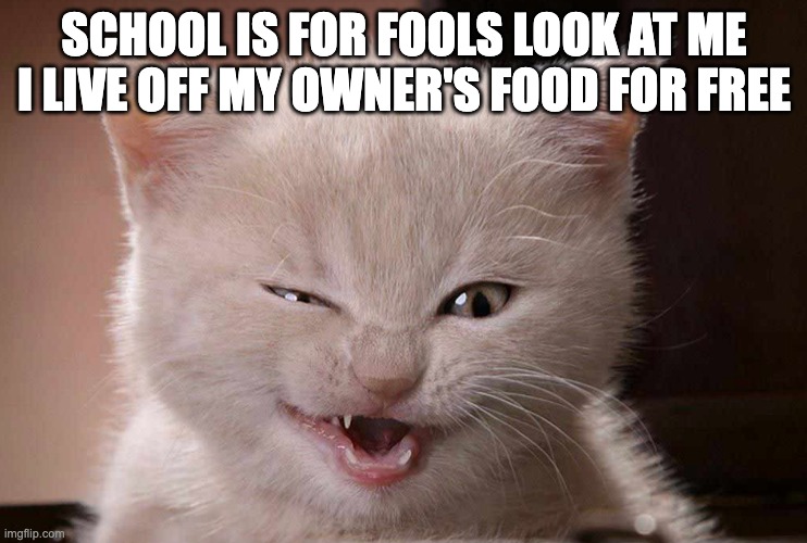 Catty Foodie Critic | SCHOOL IS FOR FOOLS LOOK AT ME I LIVE OFF MY OWNER'S FOOD FOR FREE | image tagged in foodie,food,cat,animal,love,kitty | made w/ Imgflip meme maker
