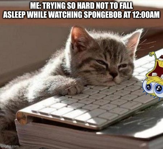 Tired Cat | ME: TRYING SO HARD NOT TO FALL ASLEEP WHILE WATCHING SPONGEBOB AT 12:00AM | image tagged in tired cat | made w/ Imgflip meme maker