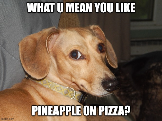 funny dog | WHAT U MEAN YOU LIKE; PINEAPPLE ON PIZZA? | image tagged in funny memes,controversial | made w/ Imgflip meme maker