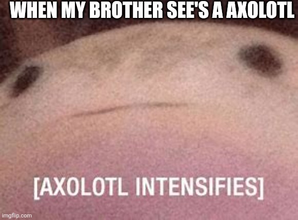 Axolotl Intensifies | WHEN MY BROTHER SEE'S A AXOLOTL | image tagged in axolotl intensifies | made w/ Imgflip meme maker