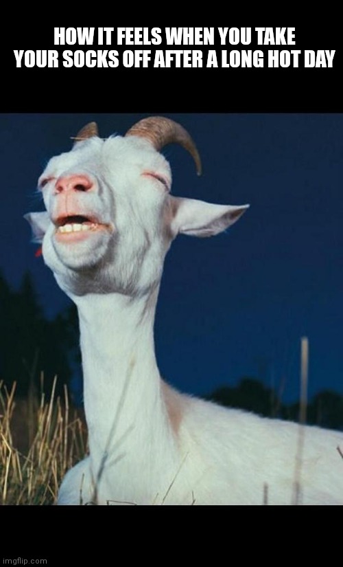 Ohhhh that feels so nice | HOW IT FEELS WHEN YOU TAKE YOUR SOCKS OFF AFTER A LONG HOT DAY | image tagged in relieved goat,relatable memes,funny | made w/ Imgflip meme maker