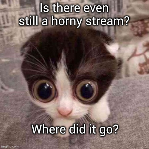 cat | Is there even still a horny stream? Where did it go? | image tagged in cat | made w/ Imgflip meme maker