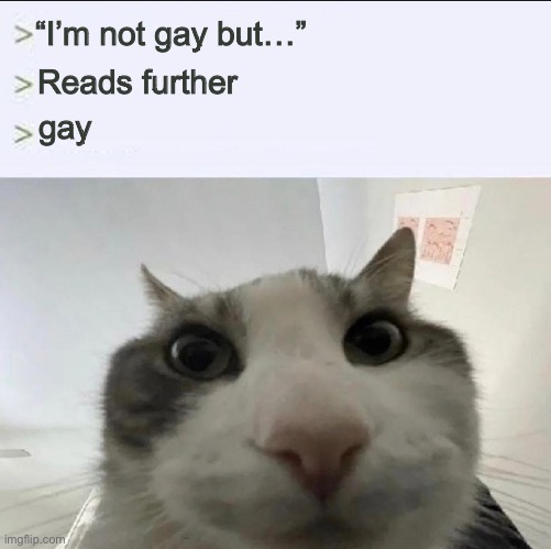 Cat looks inside | “I’m not gay but…”; Reads further; gay | image tagged in cat looks inside | made w/ Imgflip meme maker