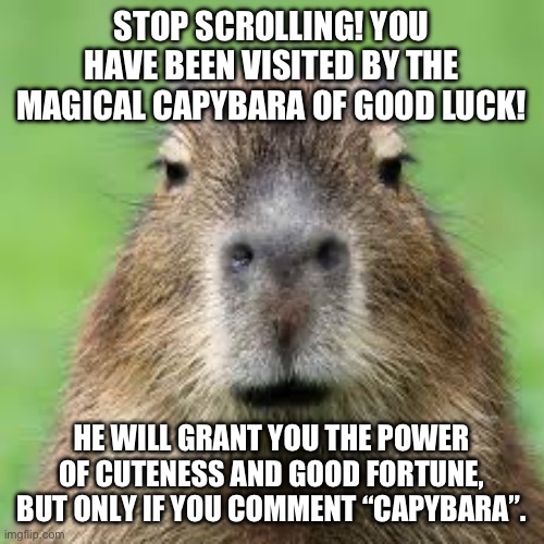 Magical capybara | STOP SCROLLING! YOU HAVE BEEN VISITED BY THE MAGICAL CAPYBARA OF GOOD LUCK! HE WILL GRANT YOU THE POWER OF CUTENESS AND GOOD FORTUNE, BUT ONLY IF YOU COMMENT “CAPYBARA”. | image tagged in capybara | made w/ Imgflip meme maker
