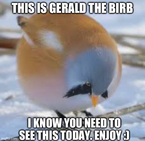 Gerald the birb | THIS IS GERALD THE BIRB; I KNOW YOU NEED TO SEE THIS TODAY. ENJOY :) | image tagged in bird | made w/ Imgflip meme maker