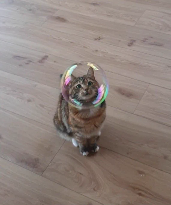 Space Cat Blank Meme Template