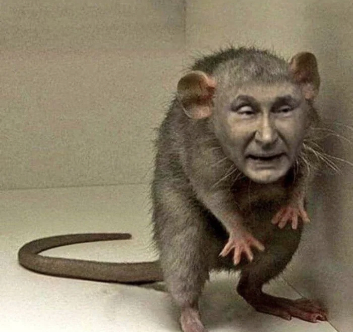 High Quality Rat Putin Blank Meme Template