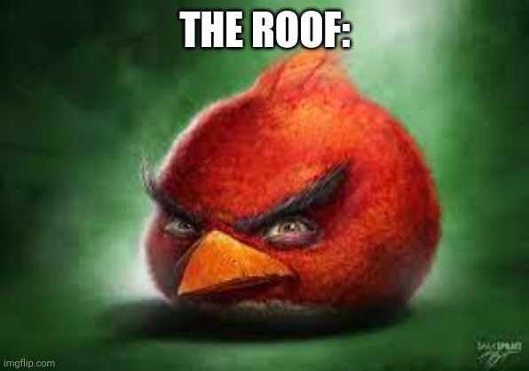 Realistic Red Angry Birds | THE ROOF: | image tagged in realistic red angry birds | made w/ Imgflip meme maker