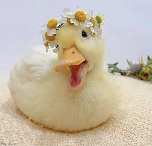 duck with a flower crown | image tagged in cute ducks | made w/ Imgflip meme maker