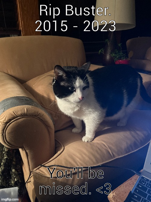 Buster The Cat | Rip Buster. 2015 - 2023; You'll be missed. <3 | image tagged in buster the cat | made w/ Imgflip meme maker