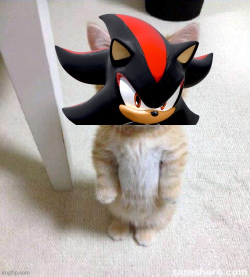 Cute Cat Meme | image tagged in memes,cute cat | made w/ Imgflip meme maker