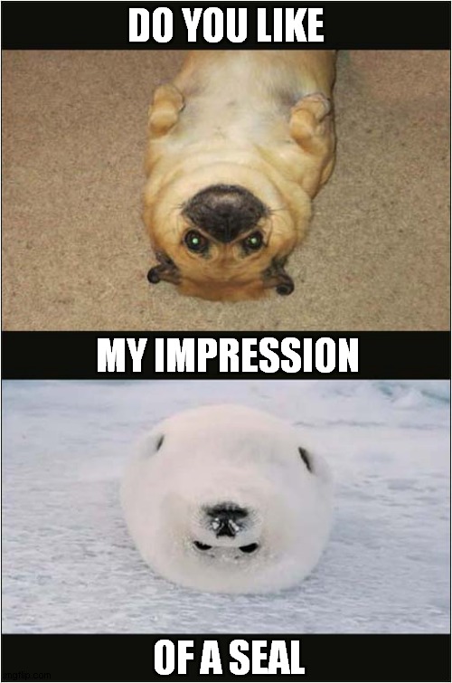 One Talented Dog | DO YOU LIKE; MY IMPRESSION; OF A SEAL | image tagged in dogs,impression,seal | made w/ Imgflip meme maker