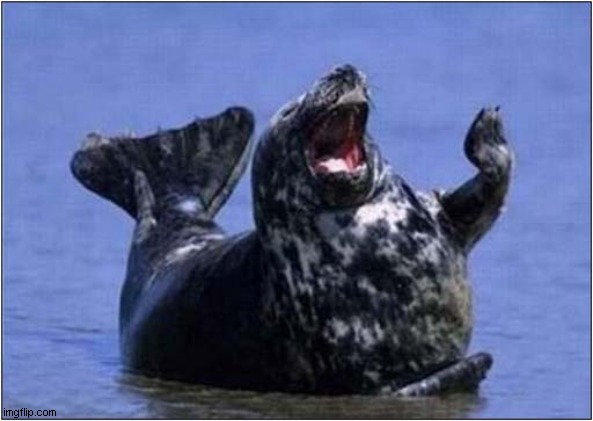 Oh Behave ! | image tagged in fun,seal,gesture,behave | made w/ Imgflip meme maker