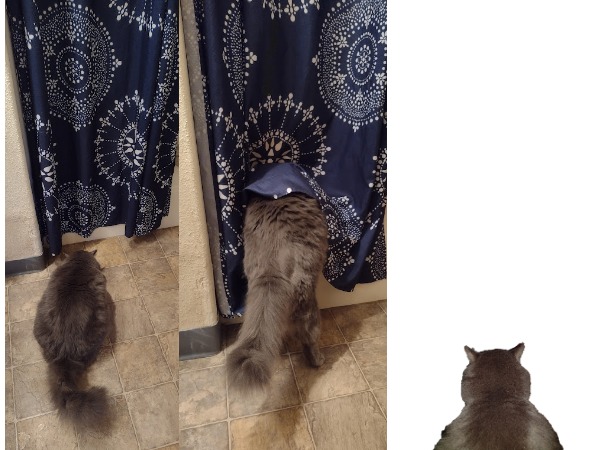 What's behind the curtain | @PotThawts | image tagged in funny cats,funny,surprise | made w/ Imgflip meme maker