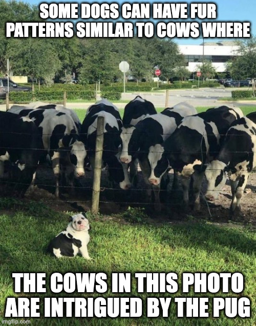 Dog With Cow Patterns | SOME DOGS CAN HAVE FUR PATTERNS SIMILAR TO COWS WHERE; THE COWS IN THIS PHOTO ARE INTRIGUED BY THE PUG | image tagged in dogs,cow,memes | made w/ Imgflip meme maker