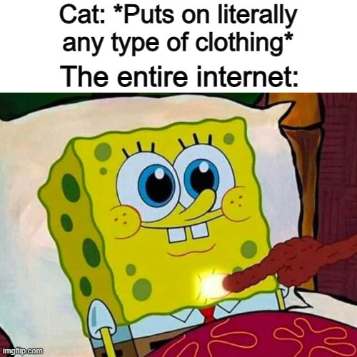 ... | Cat: *Puts on literally any type of clothing*; The entire internet: | image tagged in wholesome | made w/ Imgflip meme maker
