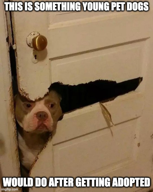 Dog Breaking Door | THIS IS SOMETHING YOUNG PET DOGS; WOULD DO AFTER GETTING ADOPTED | image tagged in door,dogs,memes | made w/ Imgflip meme maker