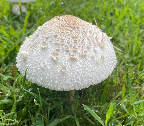 Found This beauty in my backyard this morning. It’s Chlorophyllum Molybdites AKA the False Parasol | made w/ Imgflip meme maker