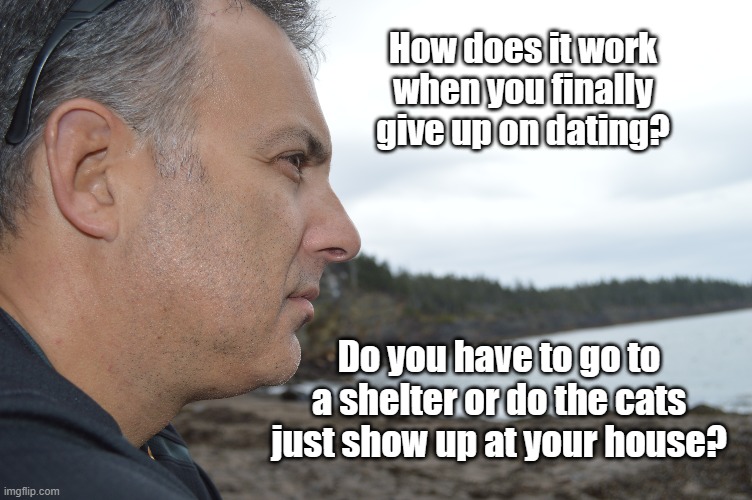 Spinster | How does it work when you finally give up on dating? Do you have to go to a shelter or do the cats just show up at your house? | image tagged in cat,dating,shelter,give up,funny | made w/ Imgflip meme maker