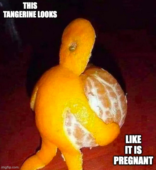 Partically-Peeled Tangerine | THIS TANGERINE LOOKS; LIKE IT IS PREGNANT | image tagged in fruit,memes | made w/ Imgflip meme maker