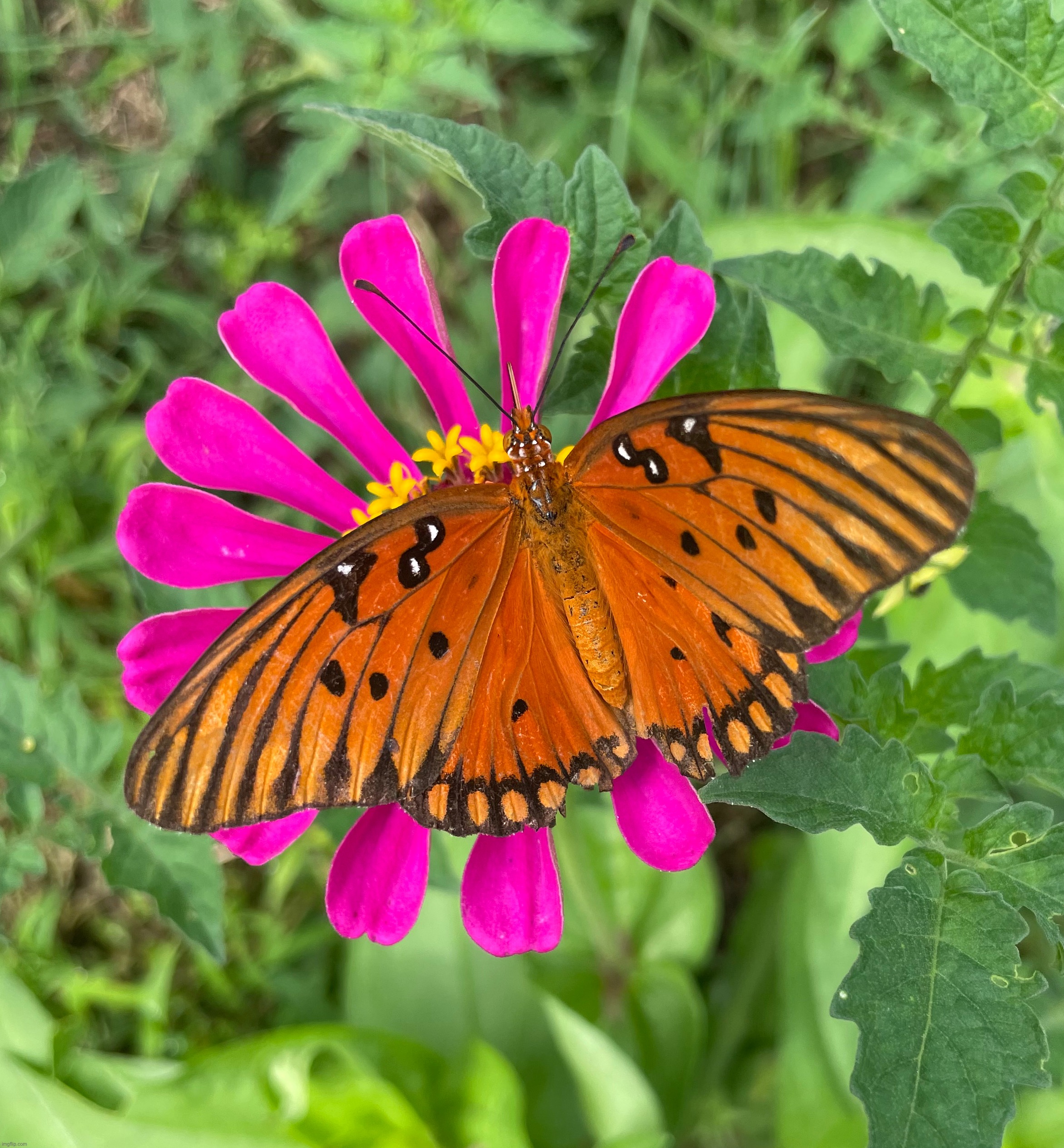 Butterfly on a flower | image tagged in butterfly,flowers,photography,photos | made w/ Imgflip meme maker