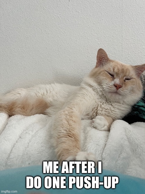 ME AFTER I DO ONE PUSH-UP | image tagged in cat | made w/ Imgflip meme maker