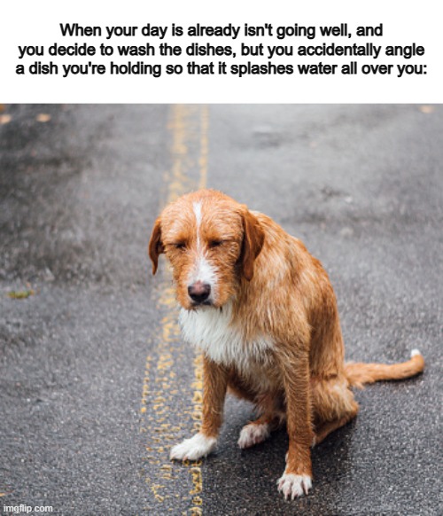 I chose a wet dog for a reason :) | When your day is already isn't going well, and you decide to wash the dishes, but you accidentally angle a dish you're holding so that it splashes water all over you: | made w/ Imgflip meme maker
