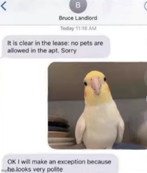 that bird is a real gentleman | image tagged in birds,manners,polite,gentleman,pets,hotel | made w/ Imgflip meme maker