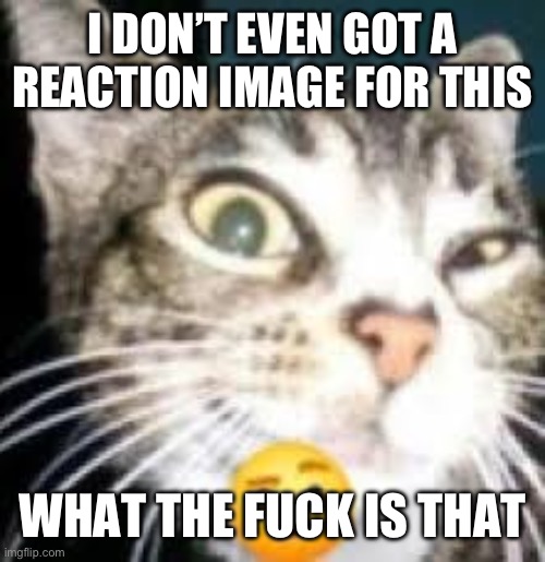 Cat Eyebrow | I DON’T EVEN GOT A REACTION IMAGE FOR THIS WHAT THE FUCK IS THAT | image tagged in cat eyebrow | made w/ Imgflip meme maker