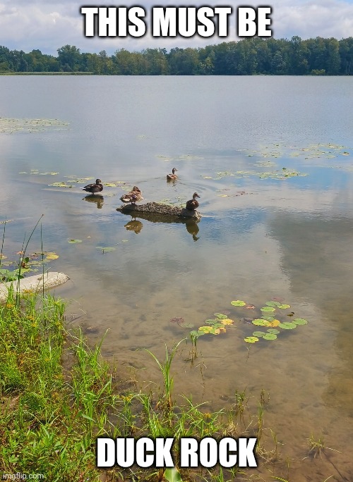 DUCKS LIKE TO HANG OUT ON THIS ROCK | THIS MUST BE; DUCK ROCK | image tagged in ducks,lake | made w/ Imgflip meme maker