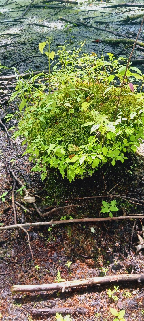 AN OLD TREE STUMP THAT'S COVERED WITH LIFE | image tagged in forest,woods | made w/ Imgflip meme maker