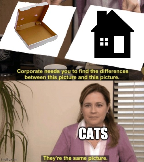 Corporate needs you to find the differences | CATS | image tagged in corporate needs you to find the differences | made w/ Imgflip meme maker