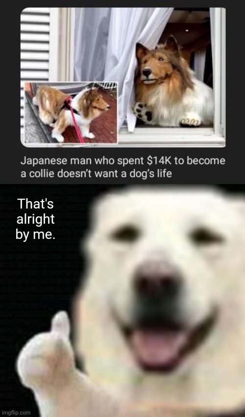 Didn't want a dog's life after all | That's alright by me. | image tagged in doggie thumbs up,dogs,dog,memes,collie,life | made w/ Imgflip meme maker