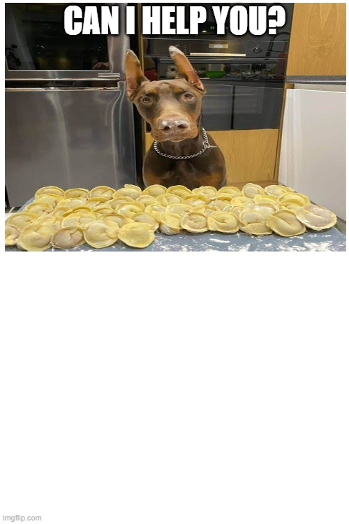 Doberman Dumplings | CAN I HELP YOU? | image tagged in funny dogs | made w/ Imgflip meme maker