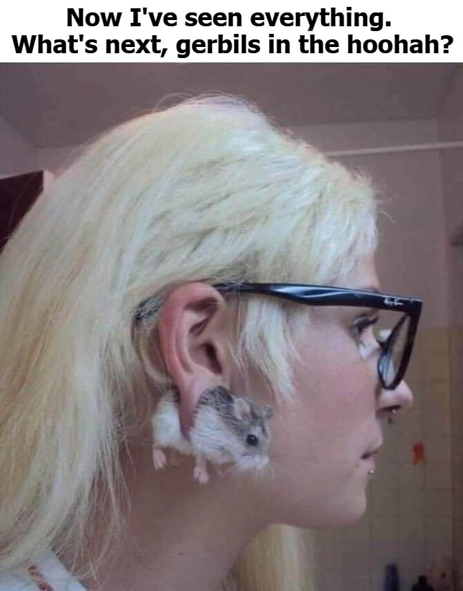 Now I've seen everything. | image tagged in gerbils,pride month,peta,hoohah,miscreants,perverts | made w/ Imgflip meme maker