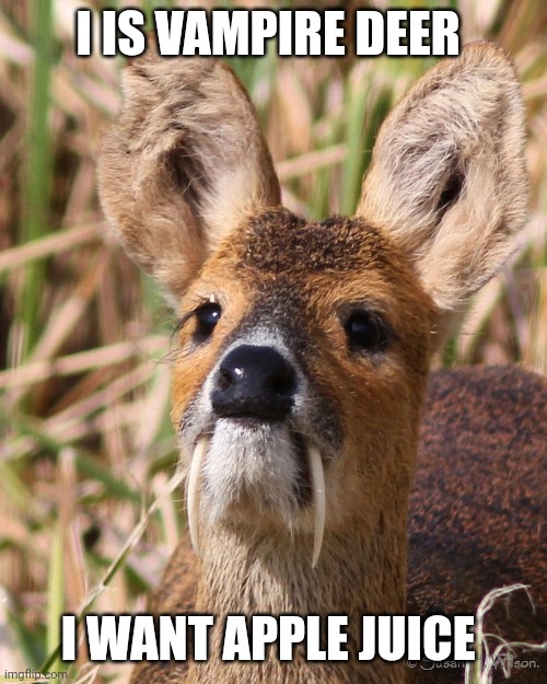 Vampire deer wants apple juice | I IS VAMPIRE DEER; I WANT APPLE JUICE | image tagged in memes,jpfan102504 | made w/ Imgflip meme maker