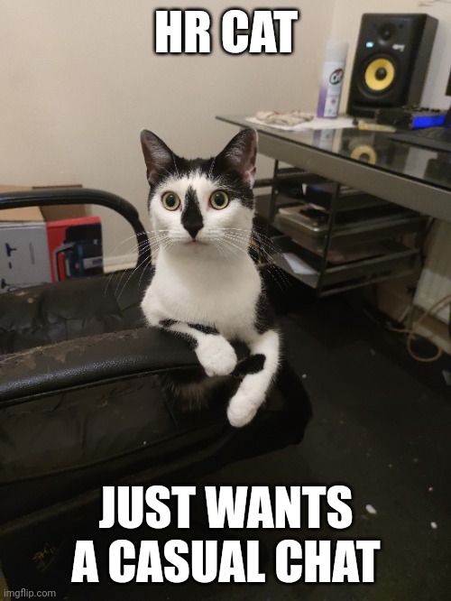 Shelly | HR CAT; JUST WANTS A CASUAL CHAT | image tagged in cute cat,cat | made w/ Imgflip meme maker